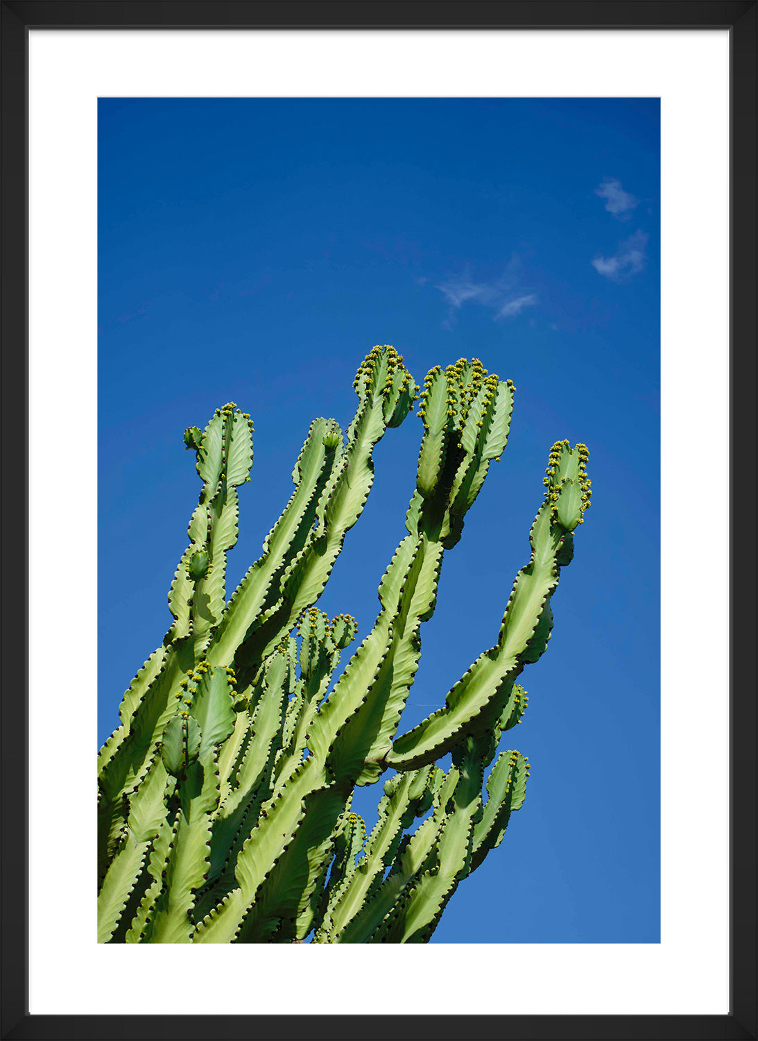 cactus print black frame