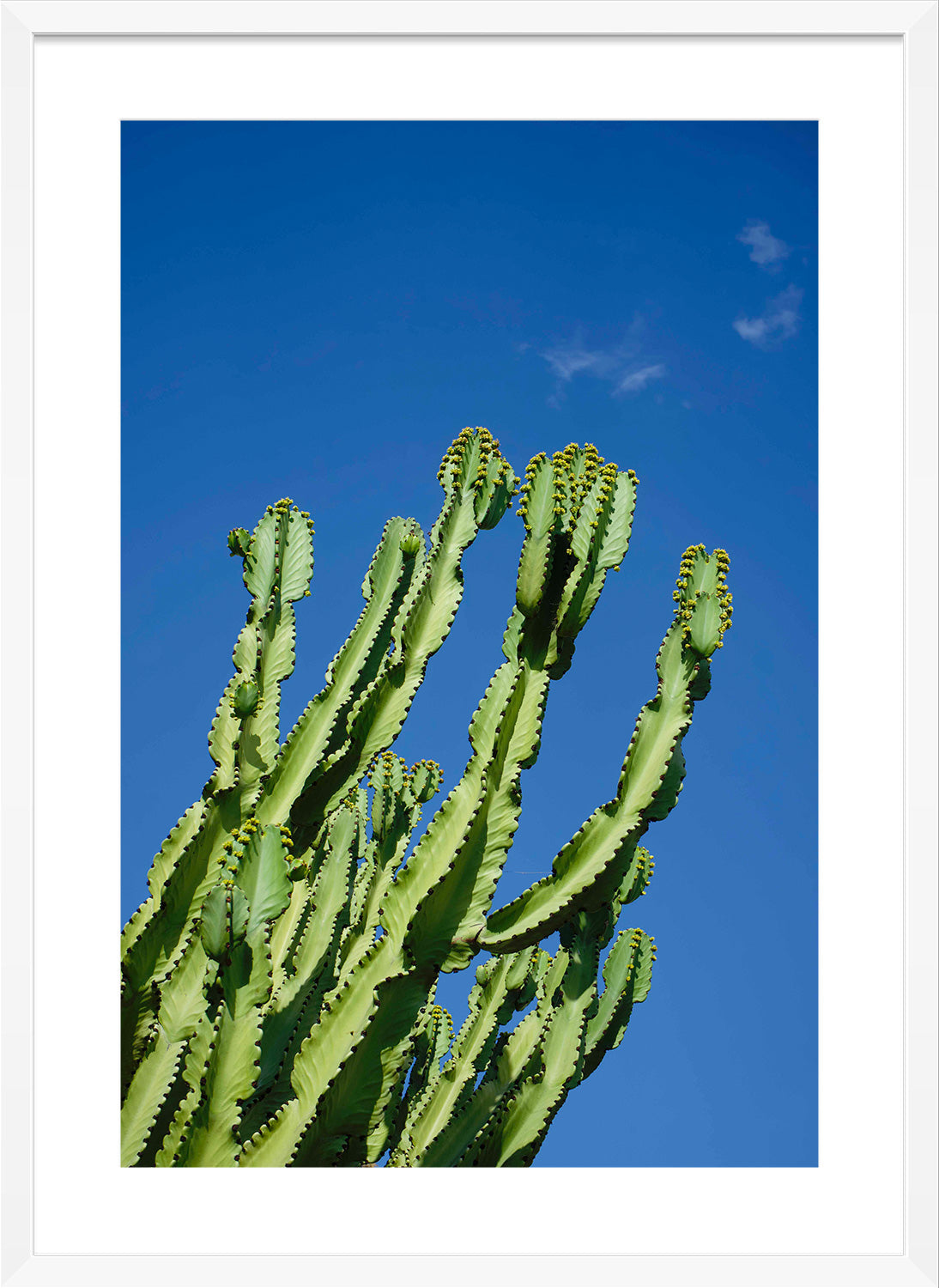 cactus print white frame