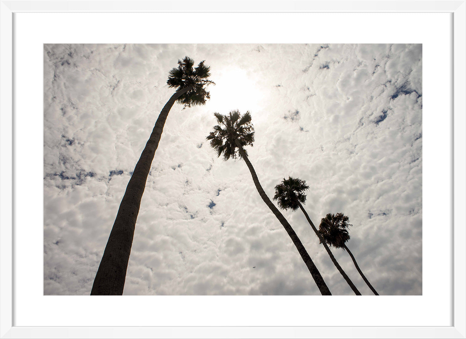 palm tree print white frame