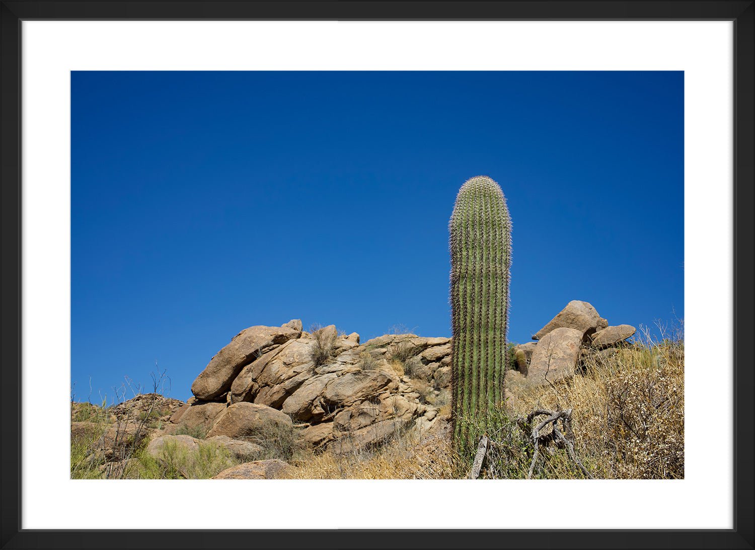 cactus print black frame