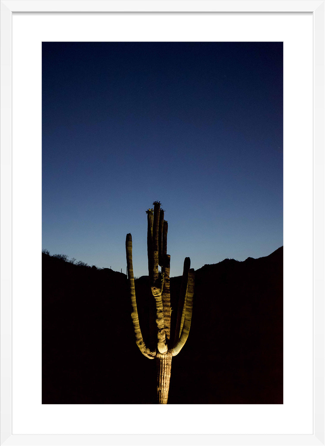 Midnight Cactus