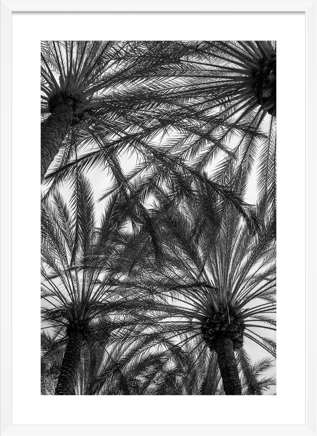 palm trees print white frame