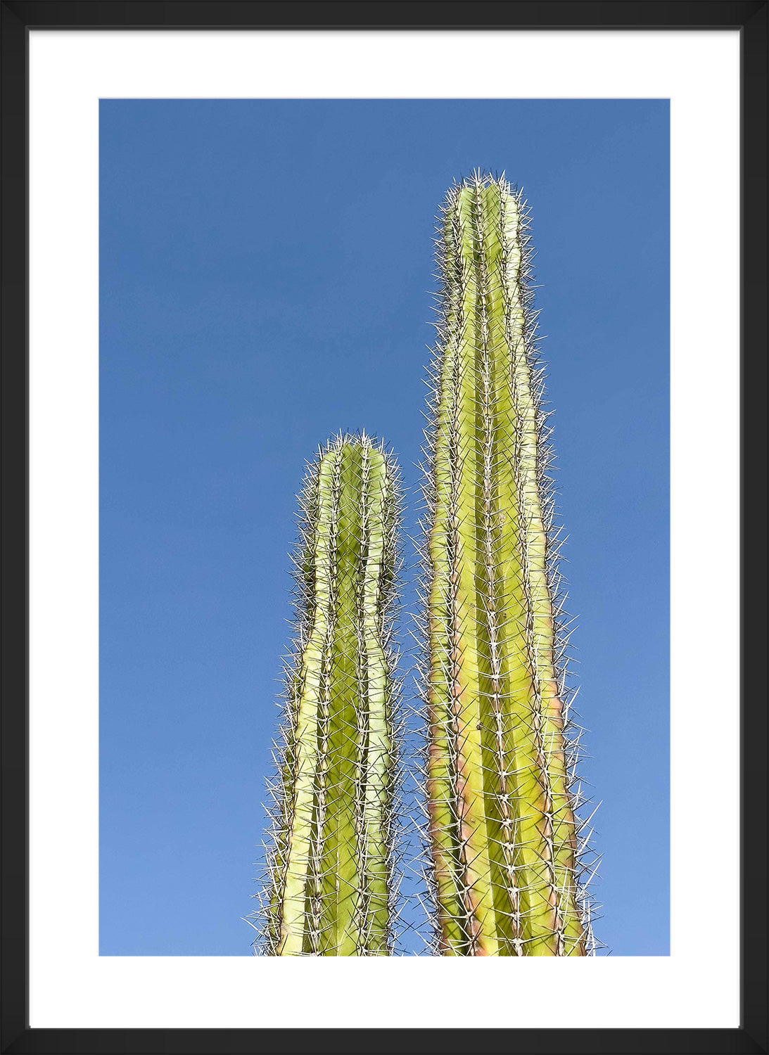 cactus print black frame