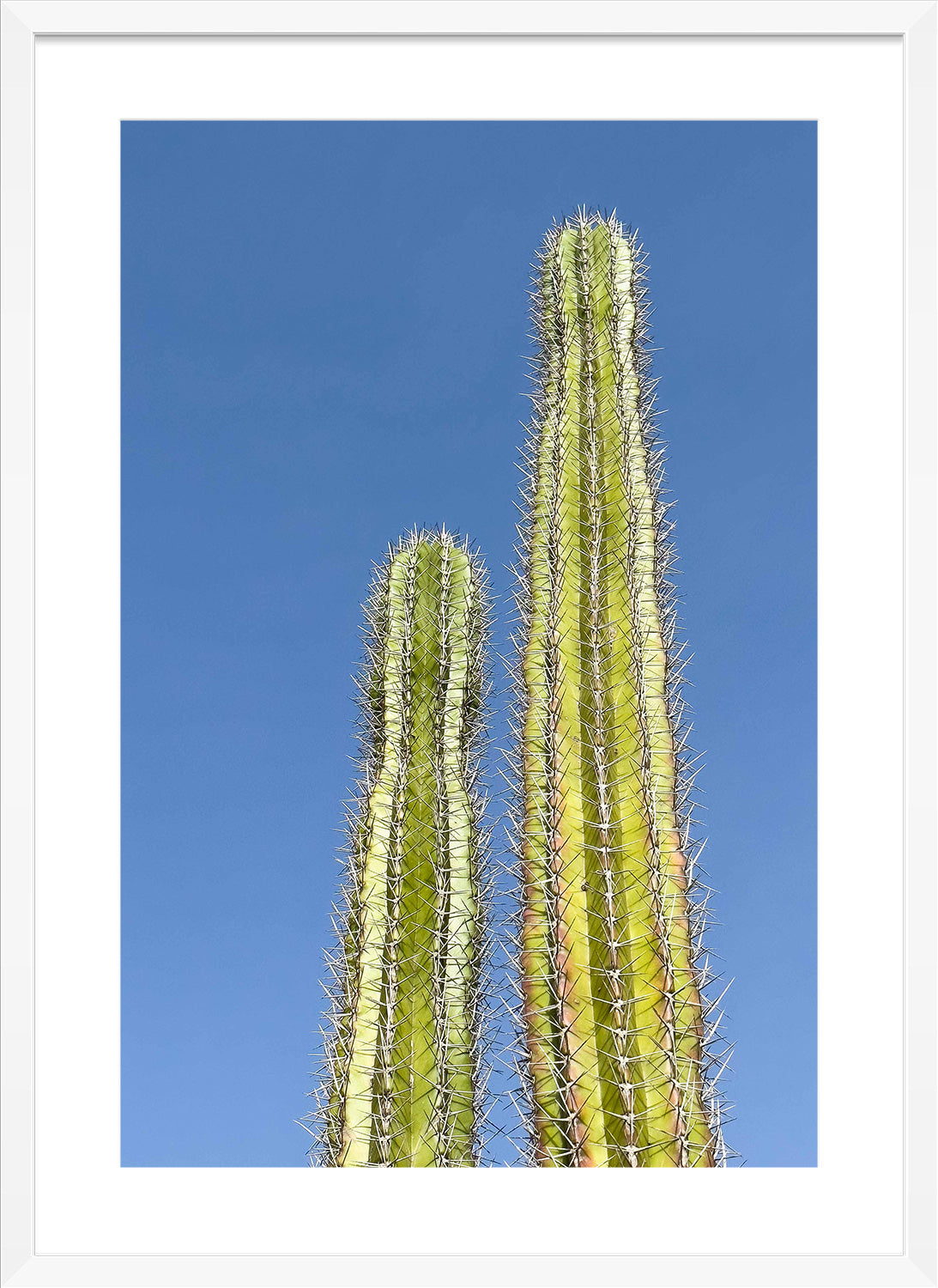 cactus print white frame