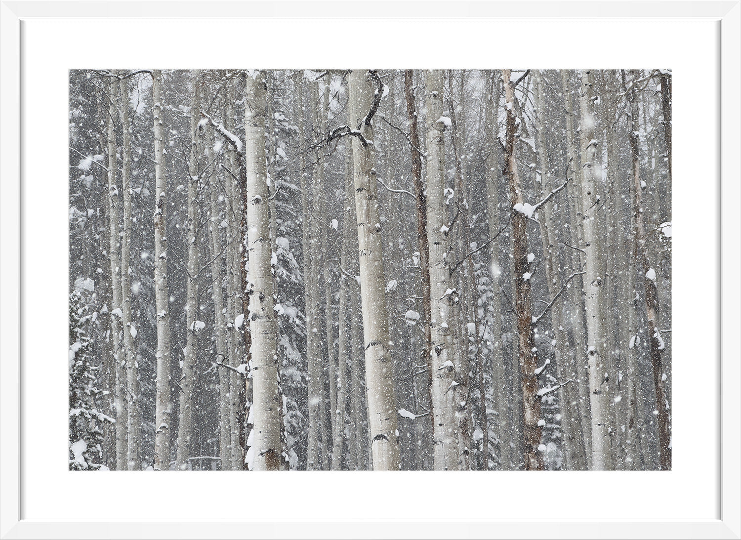 tree print white frame