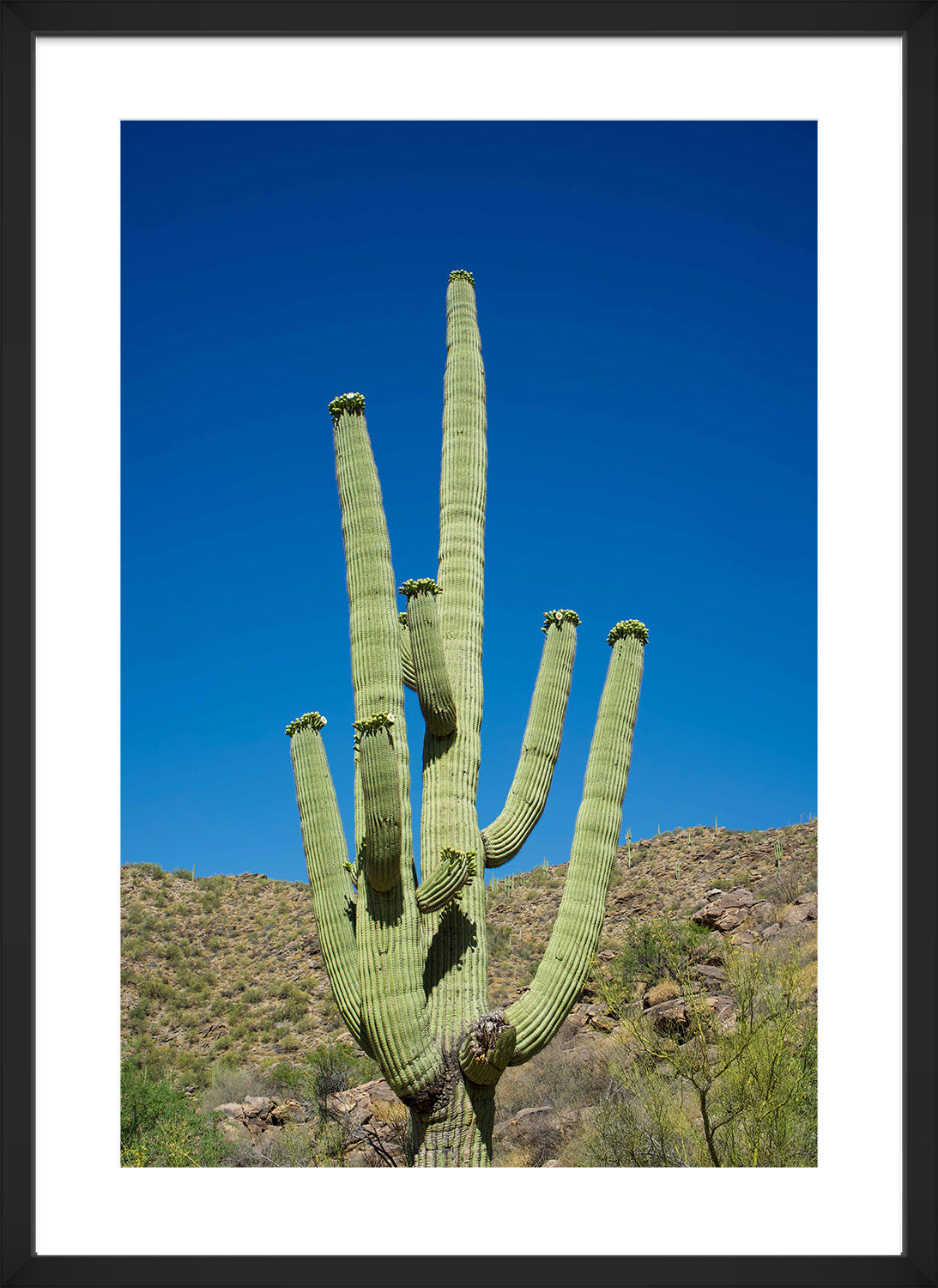 cactus print black frame