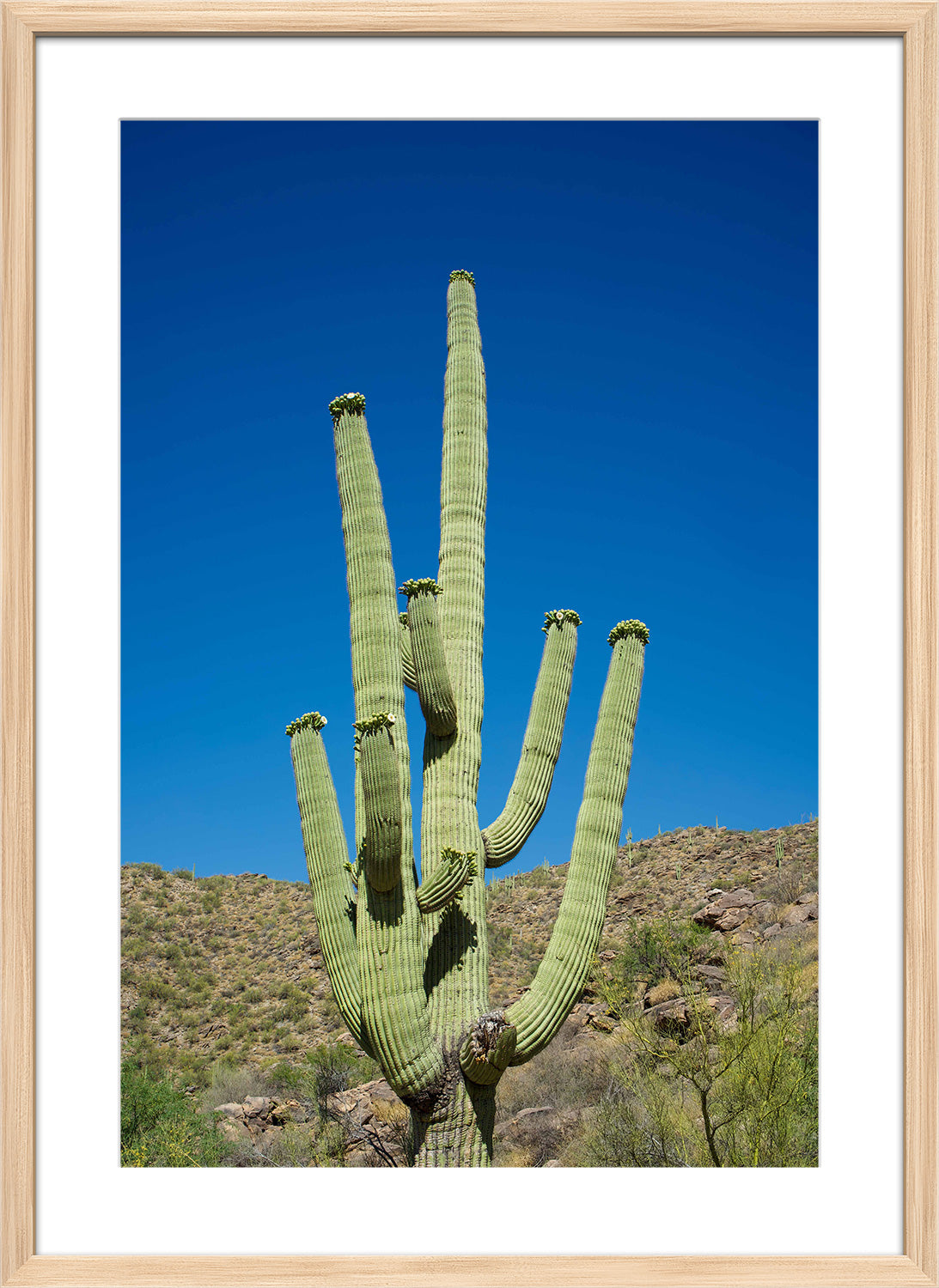 cactus print wood frame