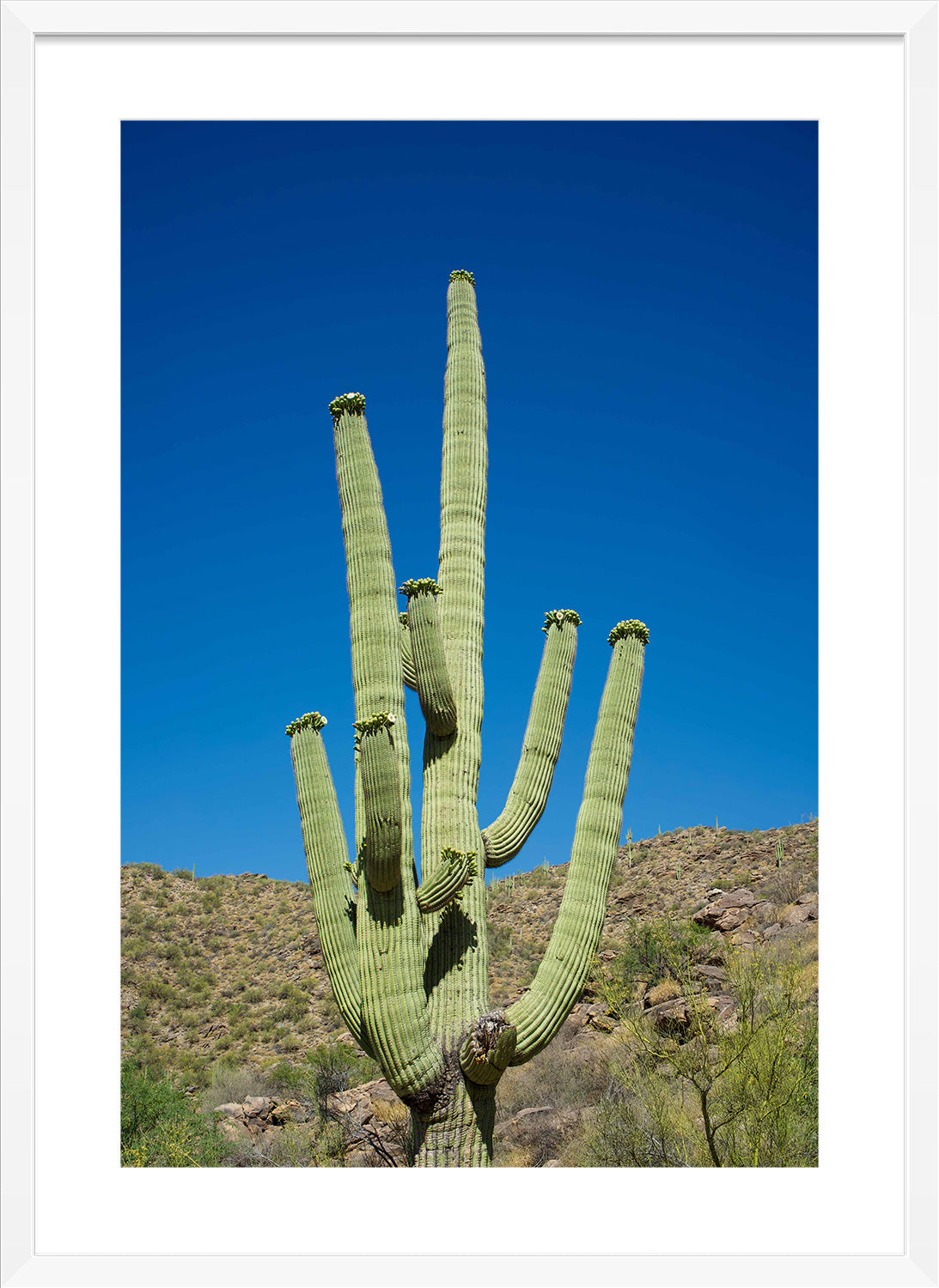 cactus print white frame