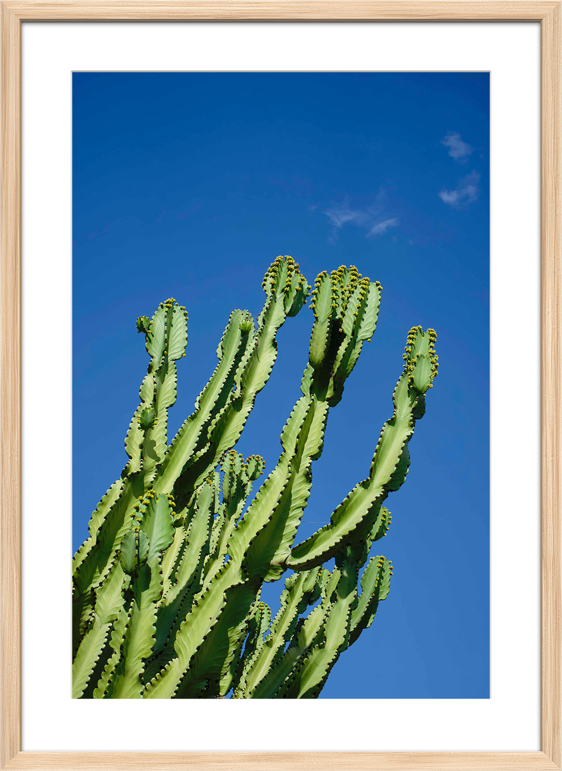 cactus print wood frame