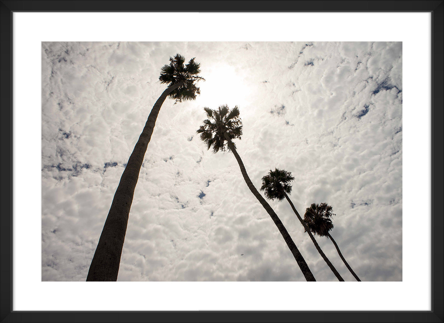 palm tree print black frame