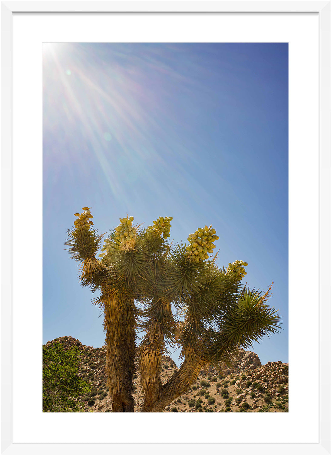 desert sun print white frame