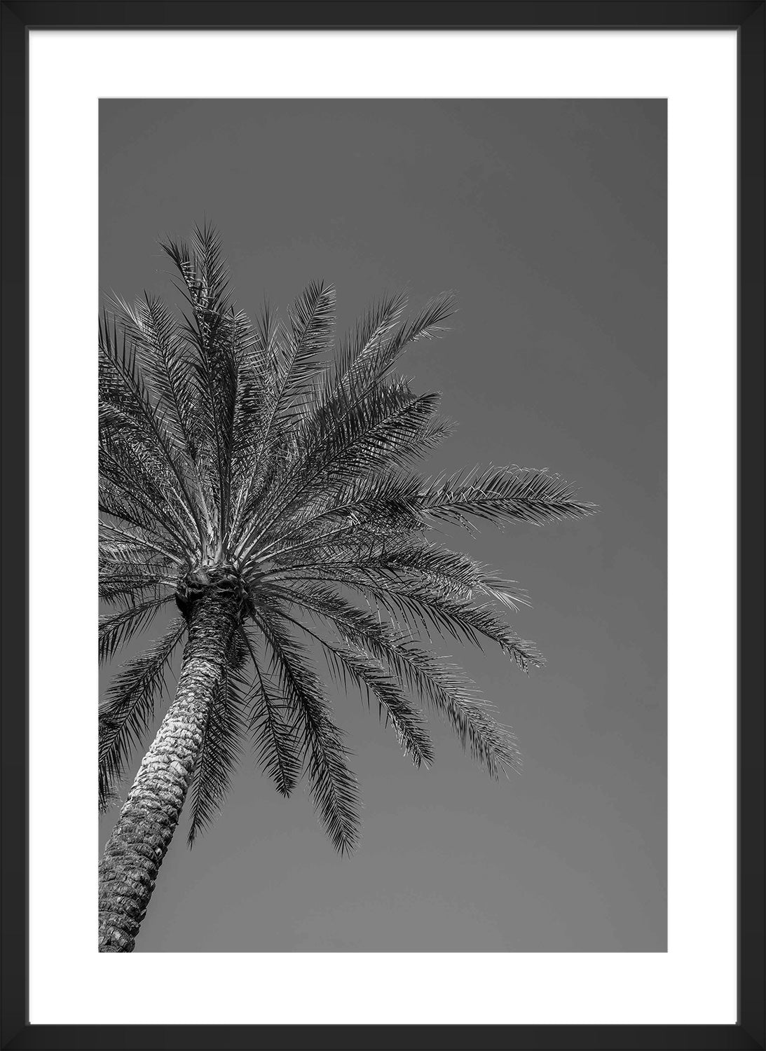 palm trees black frame
