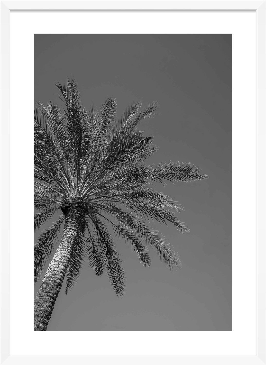 palm trees white frame