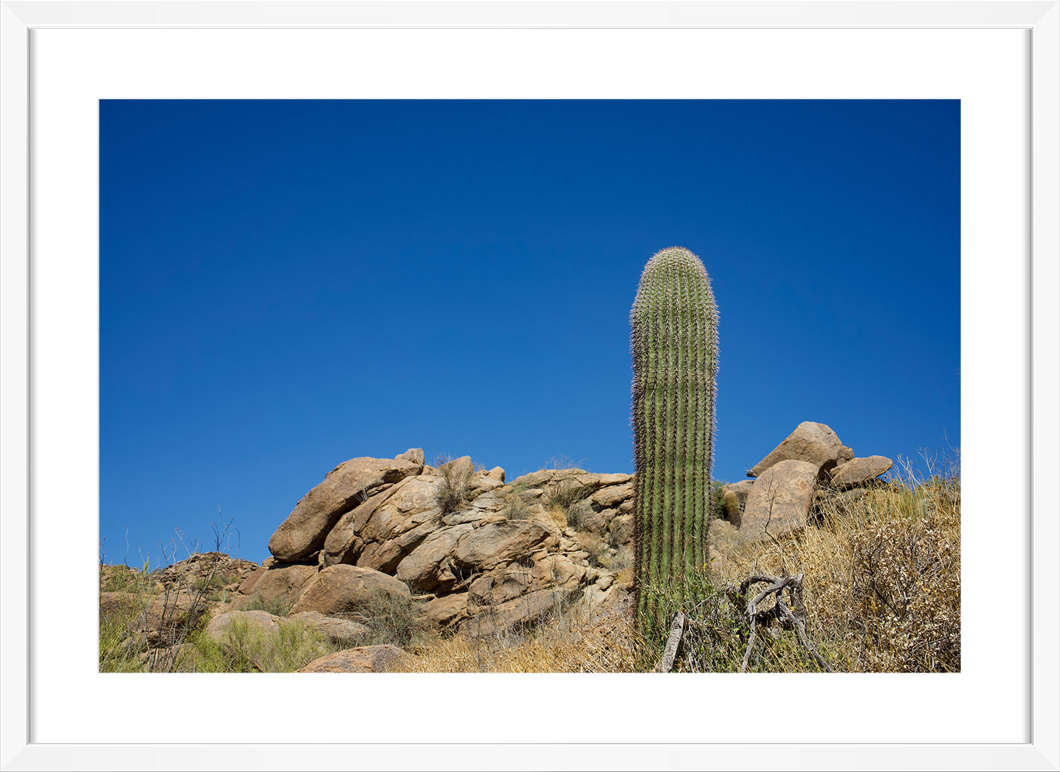 cactus print white frame