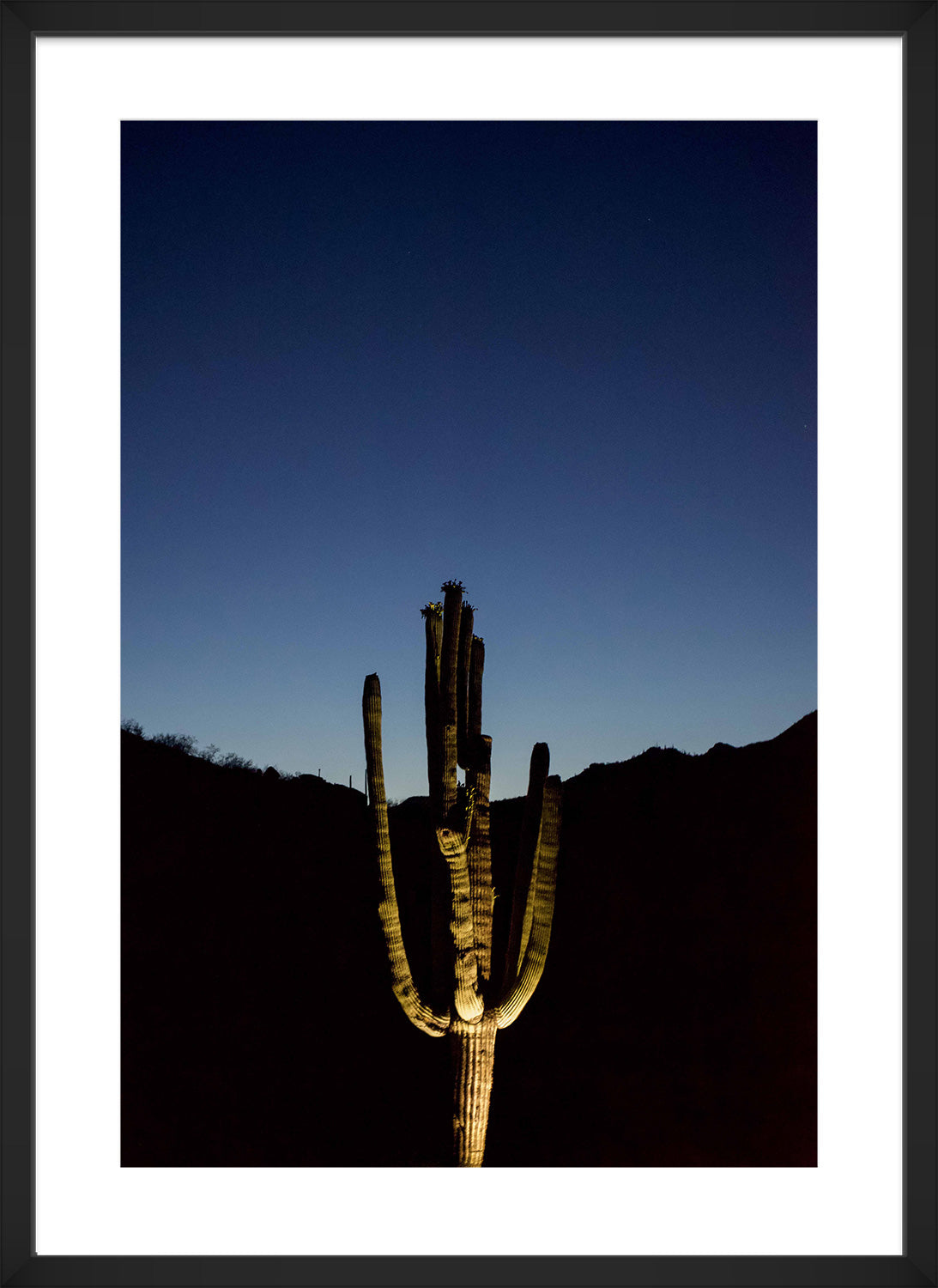 cactus print black frame