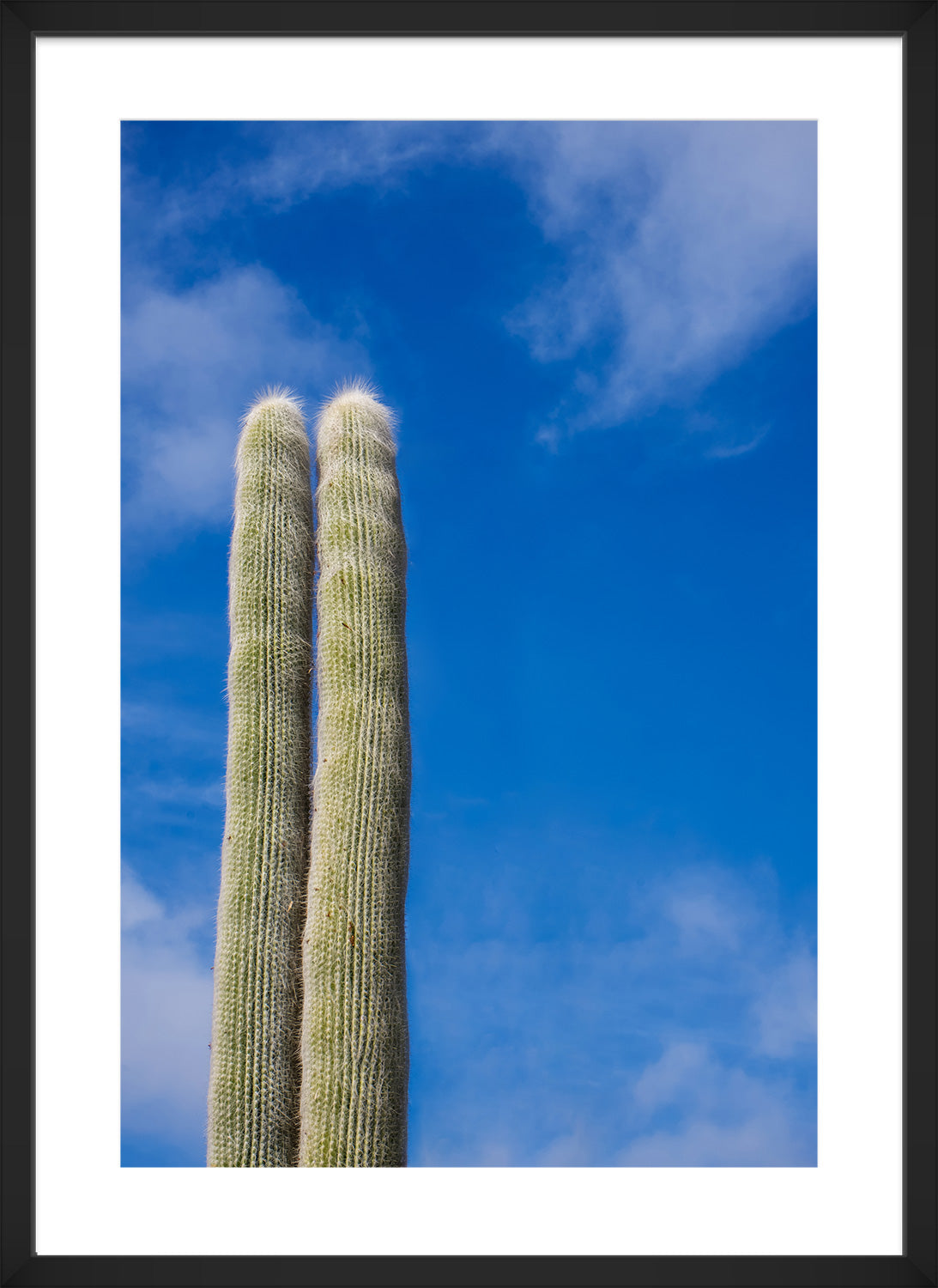 cactus print black frame