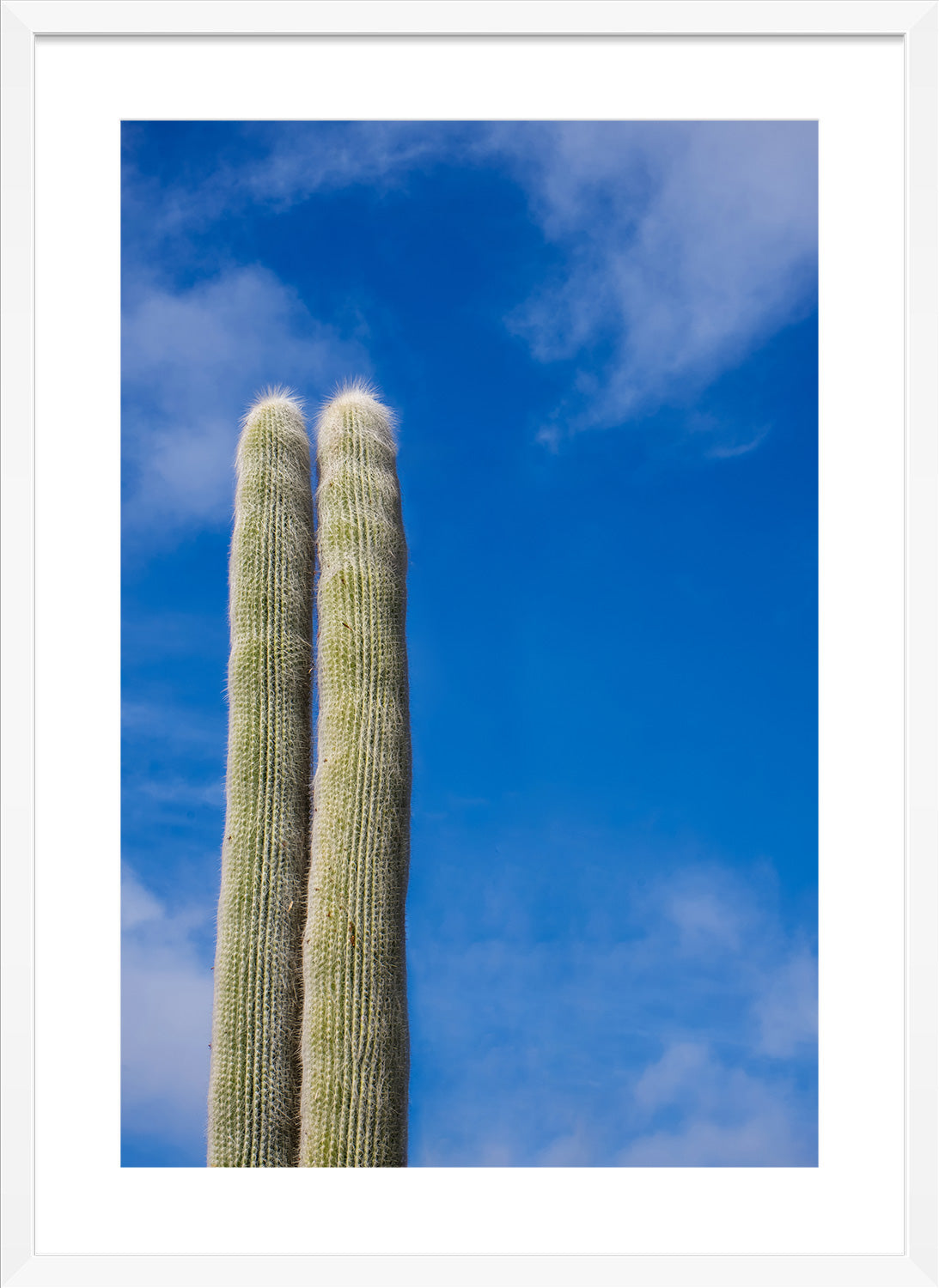 cactus print white frame