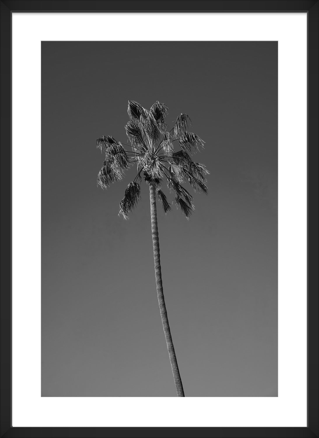 palm tree print black frame