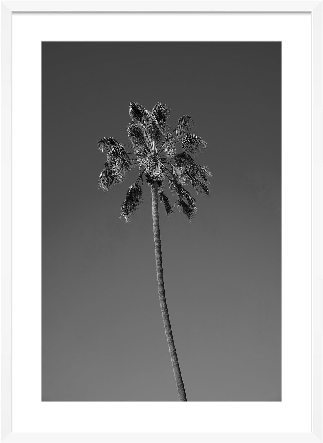 palm tree print white frame